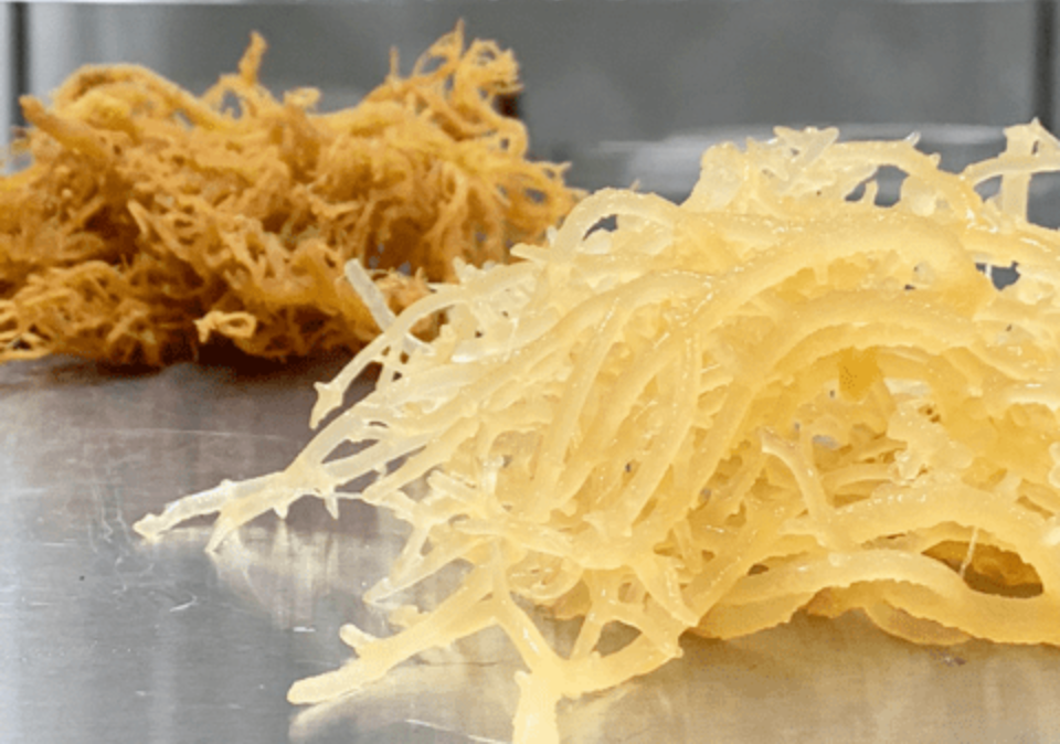 Do Not Buy Sea Moss From Just Anyone
