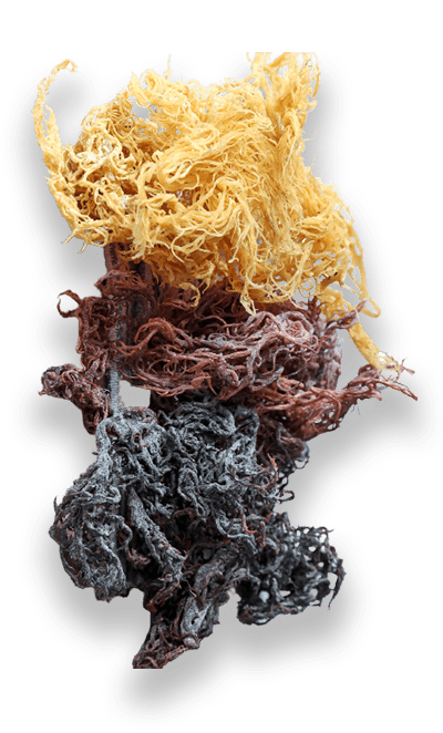 Dry Sea Moss